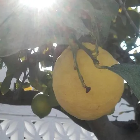Lemon Tree Villa